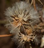 Urospermum picroides. Соплодия после рассеяния части плодов. Израиль, Шарон, г. Герцлия, рудеральное местообитание. 14.05.2012.