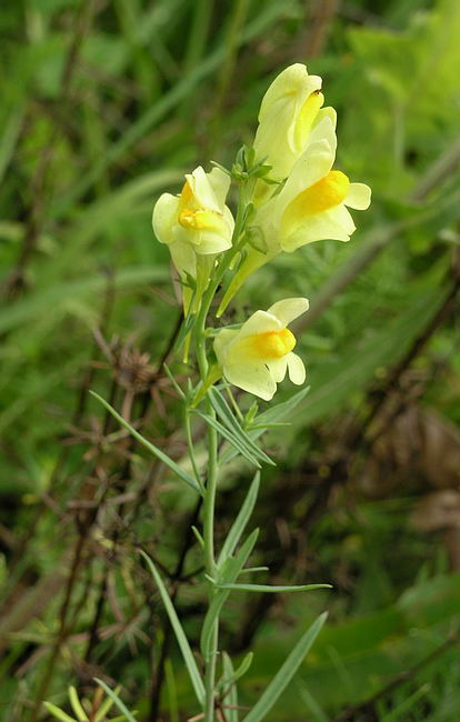 Image of Linaria vulgaris specimen.