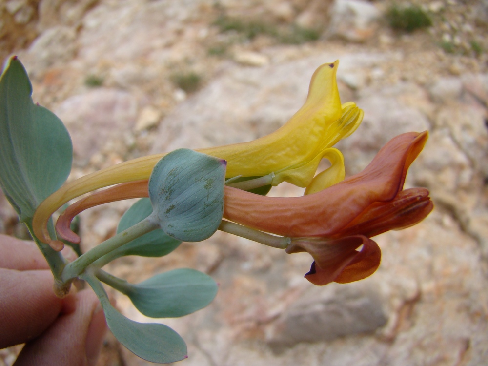 Изображение особи Corydalis nevskii.