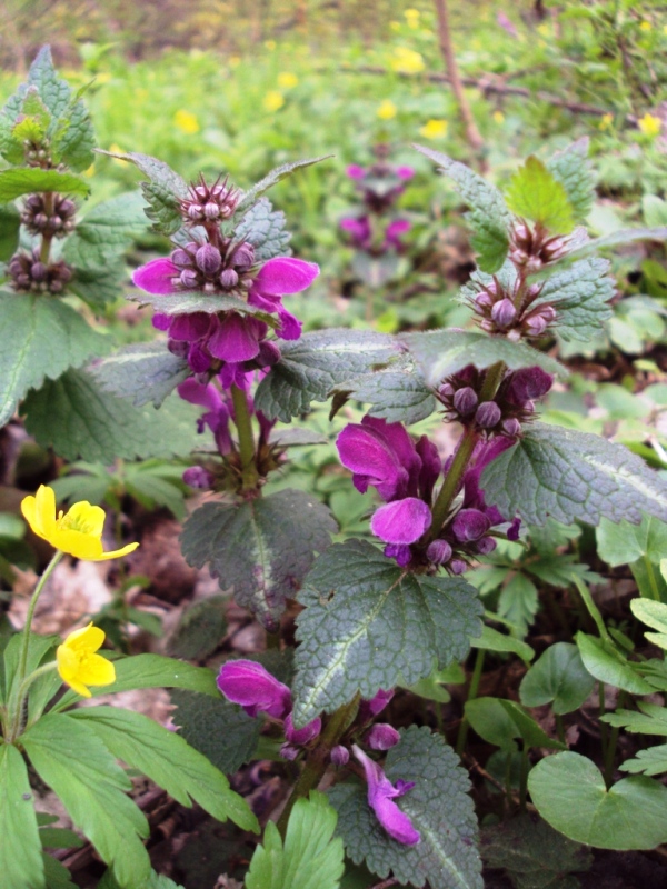 Image of Lamium maculatum specimen.