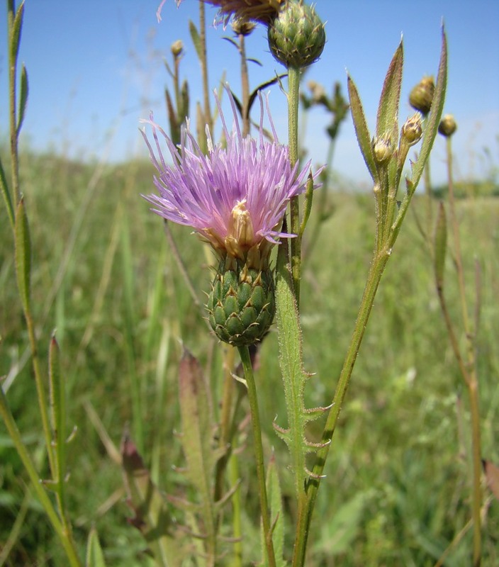 Image of Klasea radiata specimen.