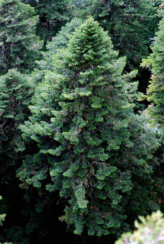 Изображение особи Abies nordmanniana.