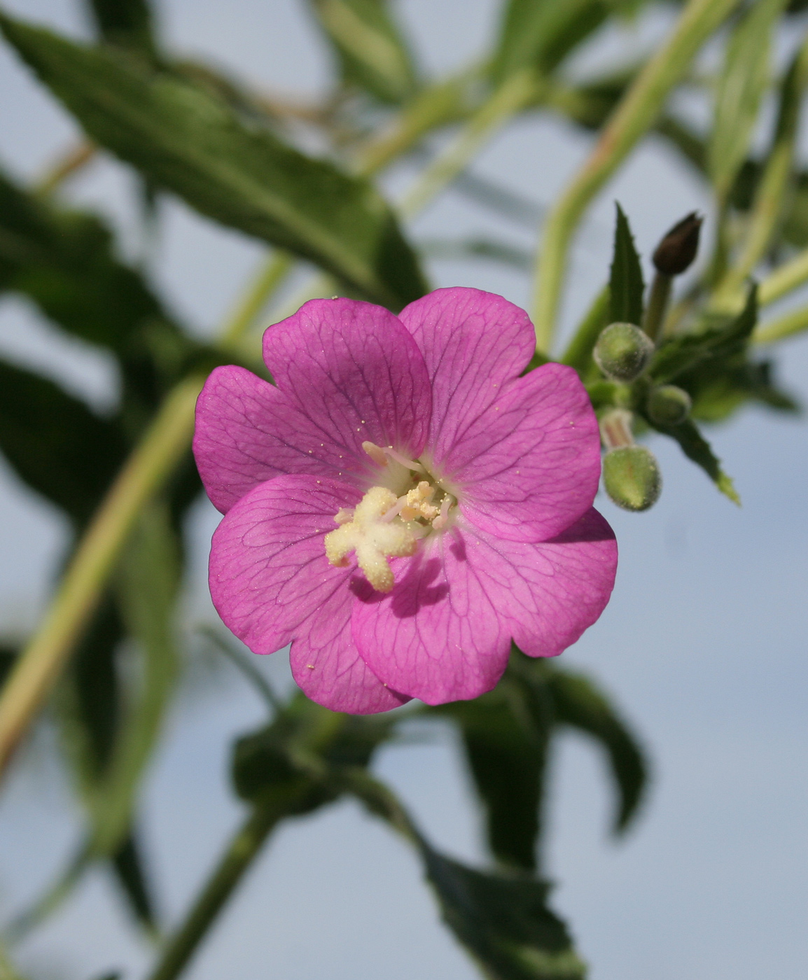 Image of Epilobium hirsutum specimen.