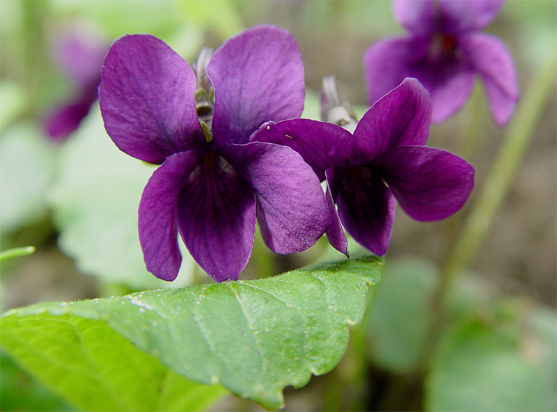 Изображение особи Viola odorata.