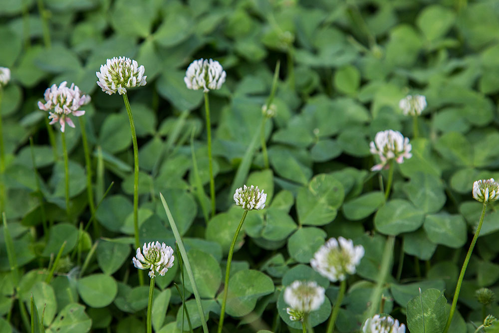 Изображение особи Trifolium repens.