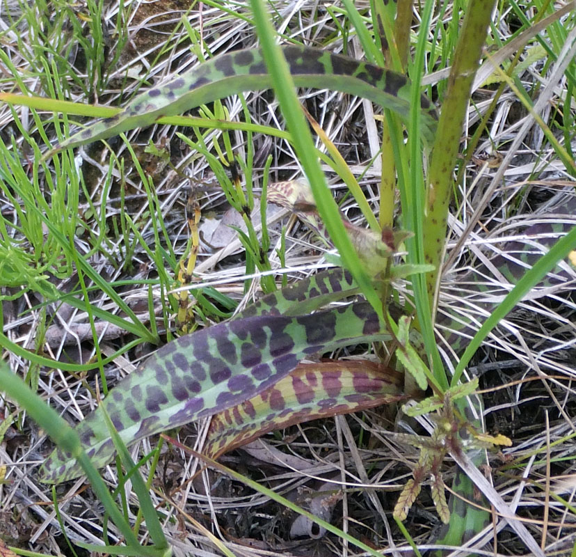 Image of Dactylorhiza psychrophila specimen.