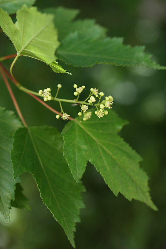 Image of Acer ginnala specimen.