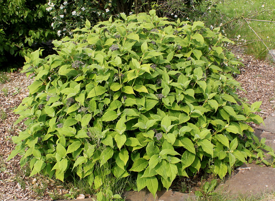 Image of Hydrangea involucrata specimen.