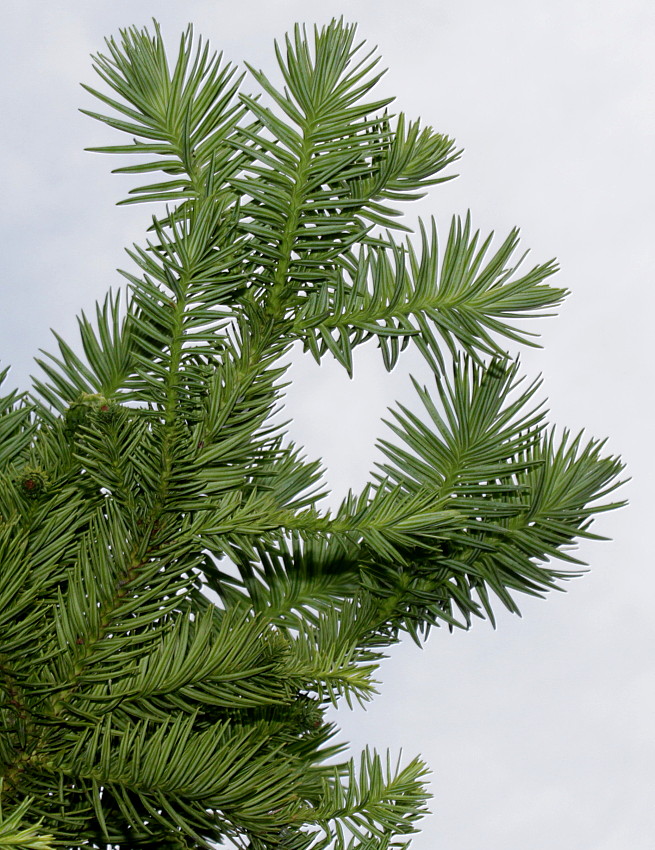 Image of Cunninghamia lanceolata specimen.