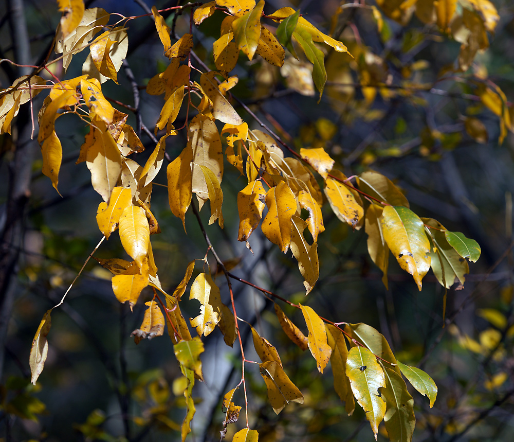 Image of Salix pentandra specimen.