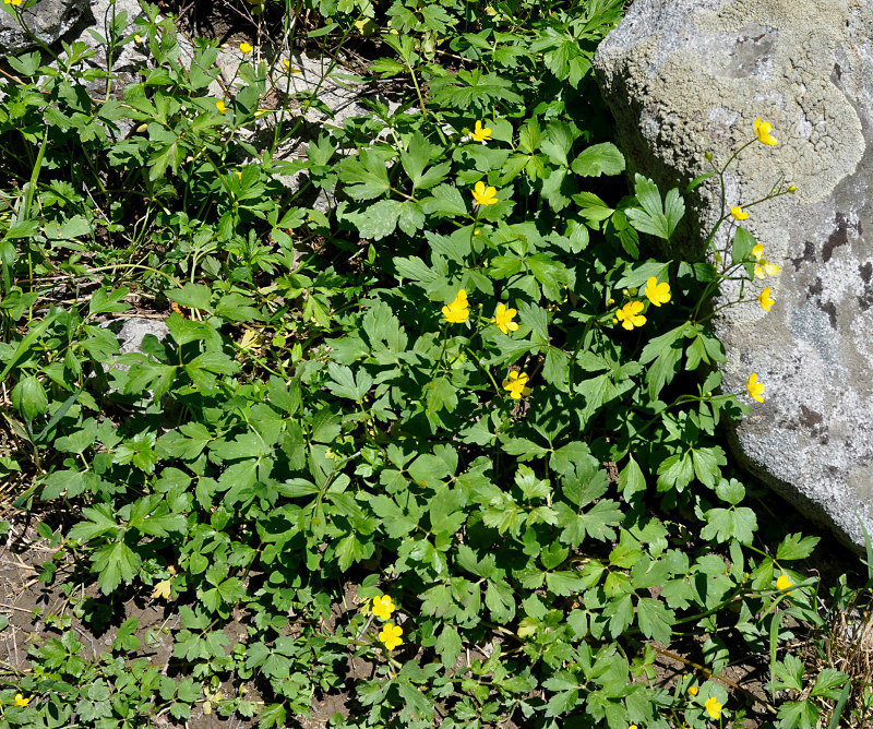 Image of Ranunculus repens specimen.