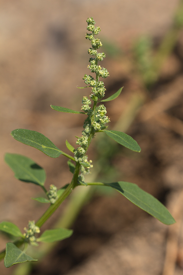 Image of Chenopodium album specimen.