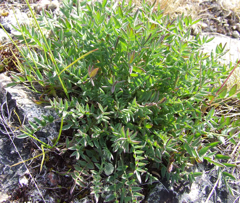 Изображение особи Oxytropis sordida.