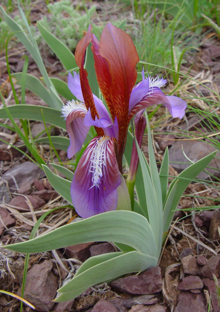 Image of Iris glaucescens specimen.