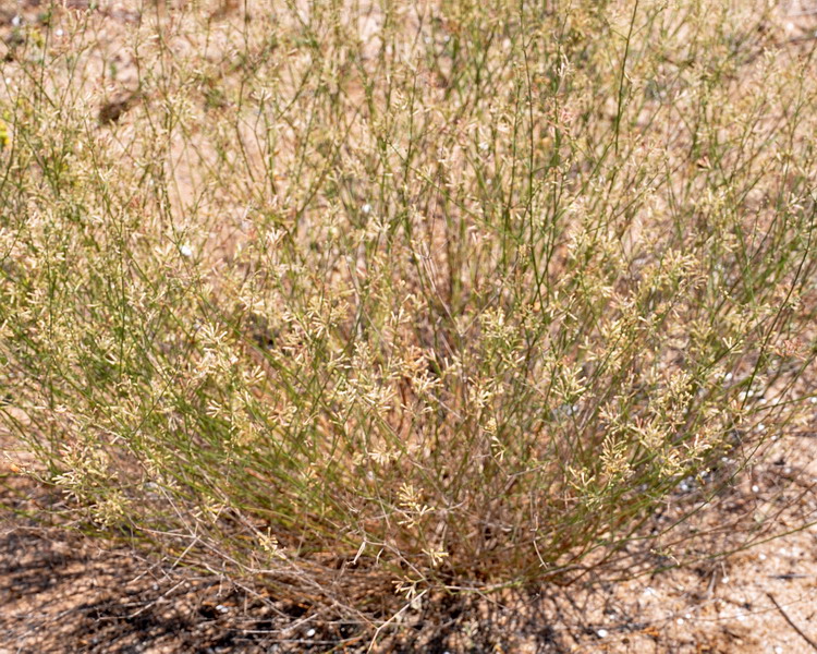 Изображение особи Asperula aristata.