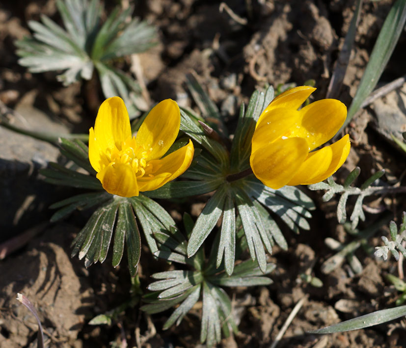 Image of Eranthis longistipitata specimen.