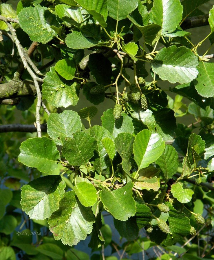 Изображение особи Alnus glutinosa.