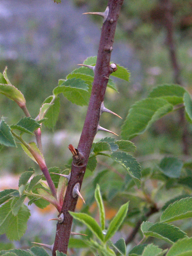 Изображение особи Rosa teberdensis.