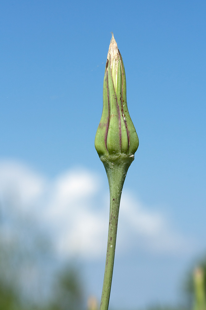 Изображение особи Tragopogon pratensis.