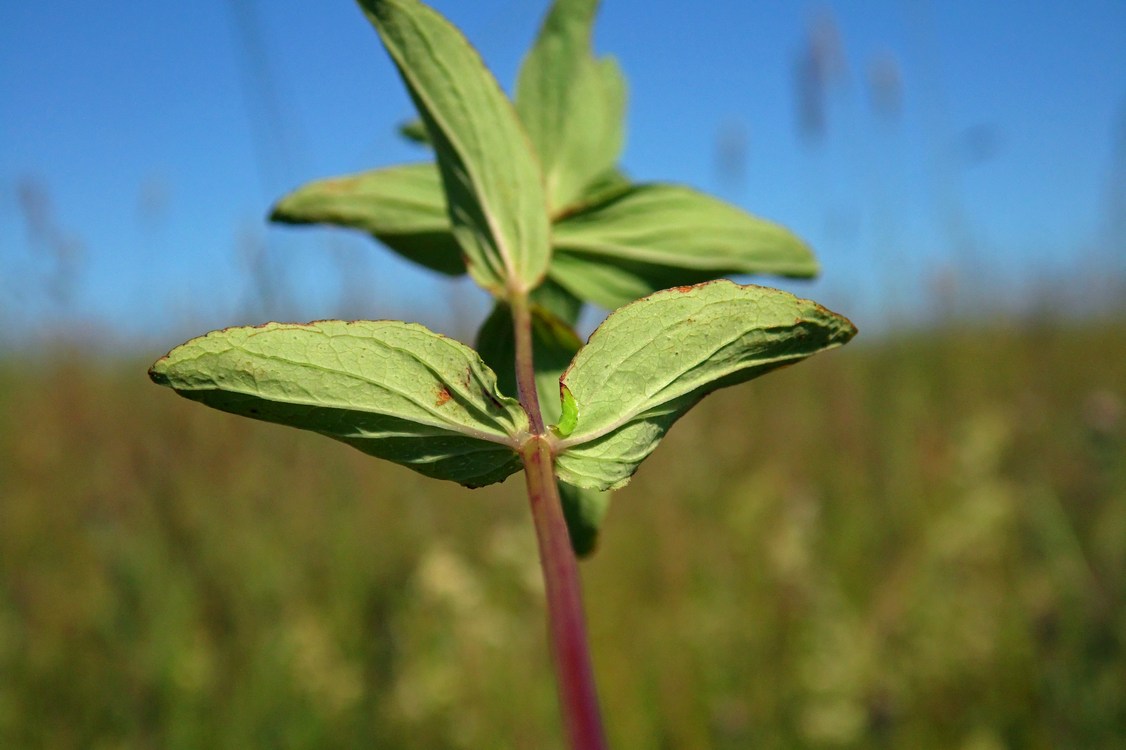 Image of Hypericum maculatum specimen.