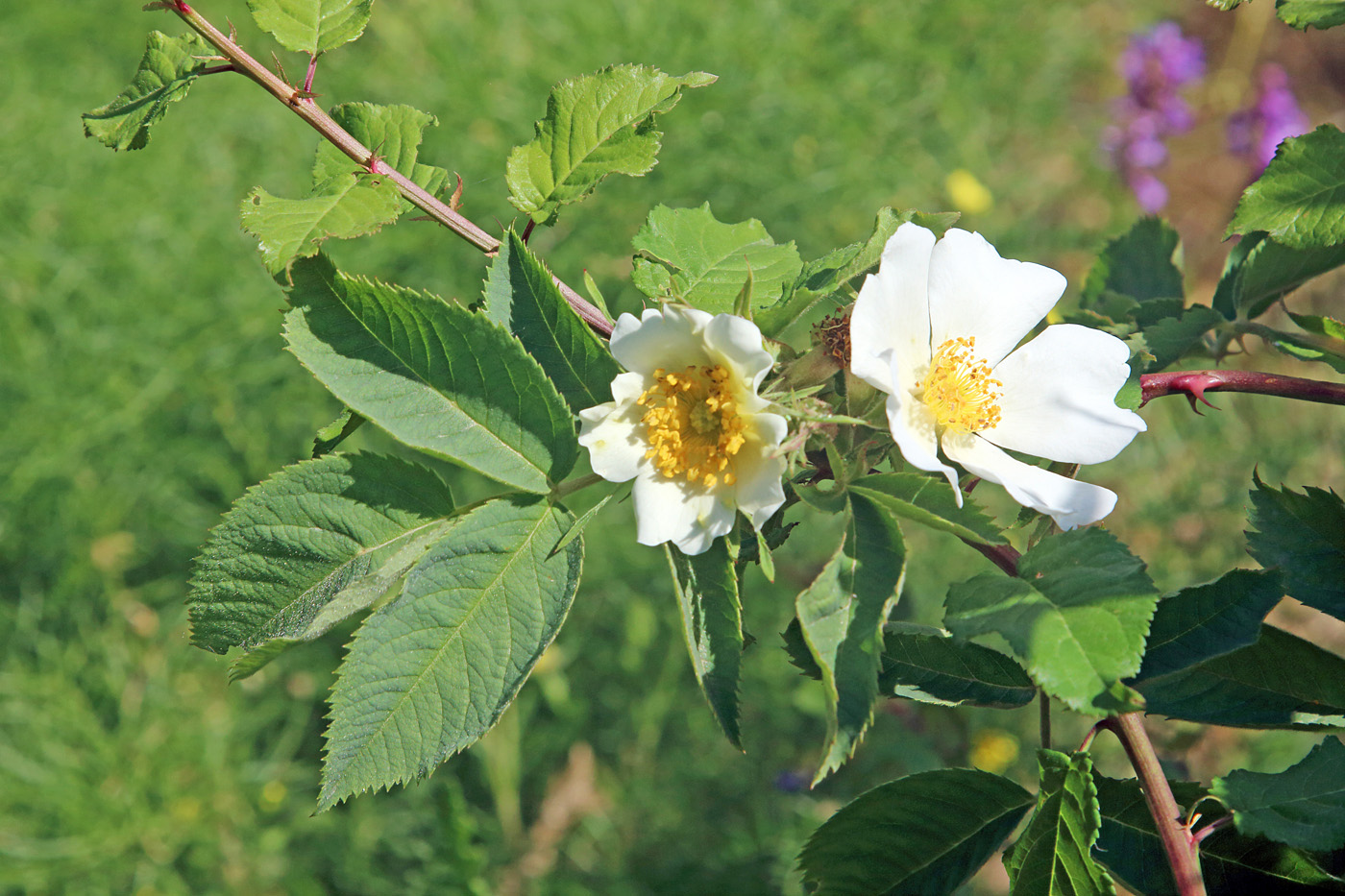 Image of Rosa transturkestanica specimen.