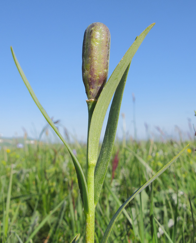 Image of genus Fritillaria specimen.