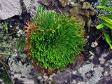 Selaginella tamariscina