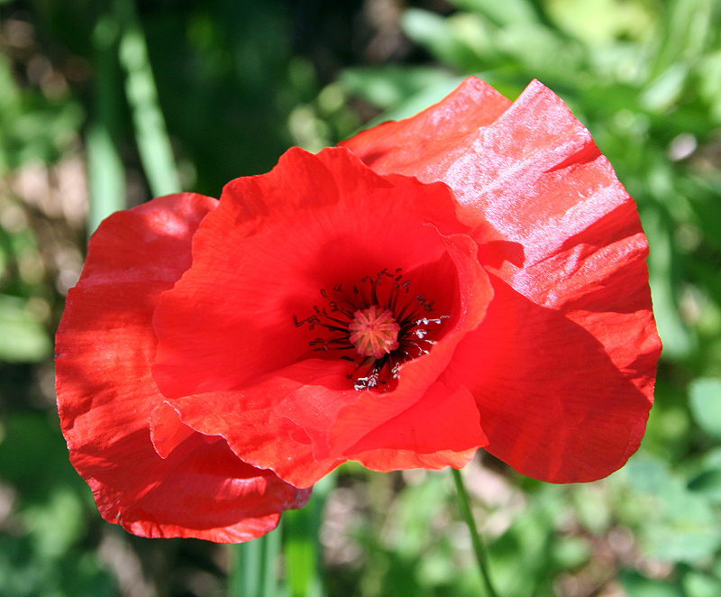 Изображение особи Papaver rhoeas.