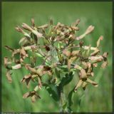 Hesperis tristis