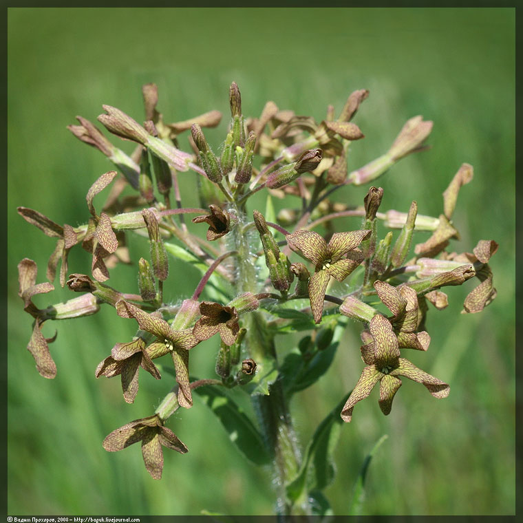 Изображение особи Hesperis tristis.