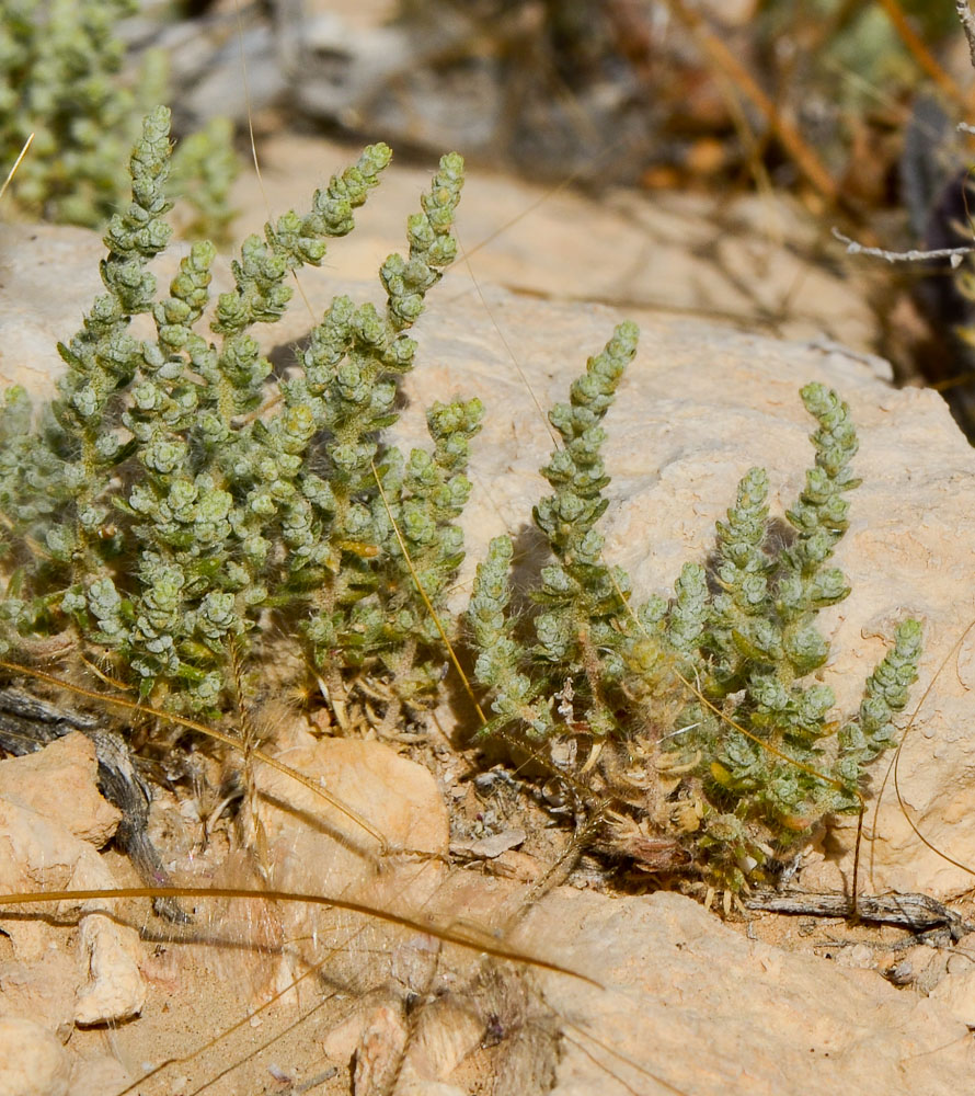 Image of Salsola inermis specimen.