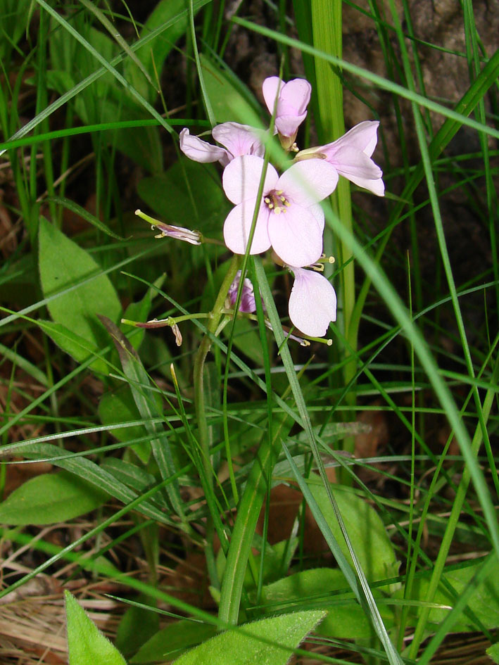 Image of genus Cardamine specimen.