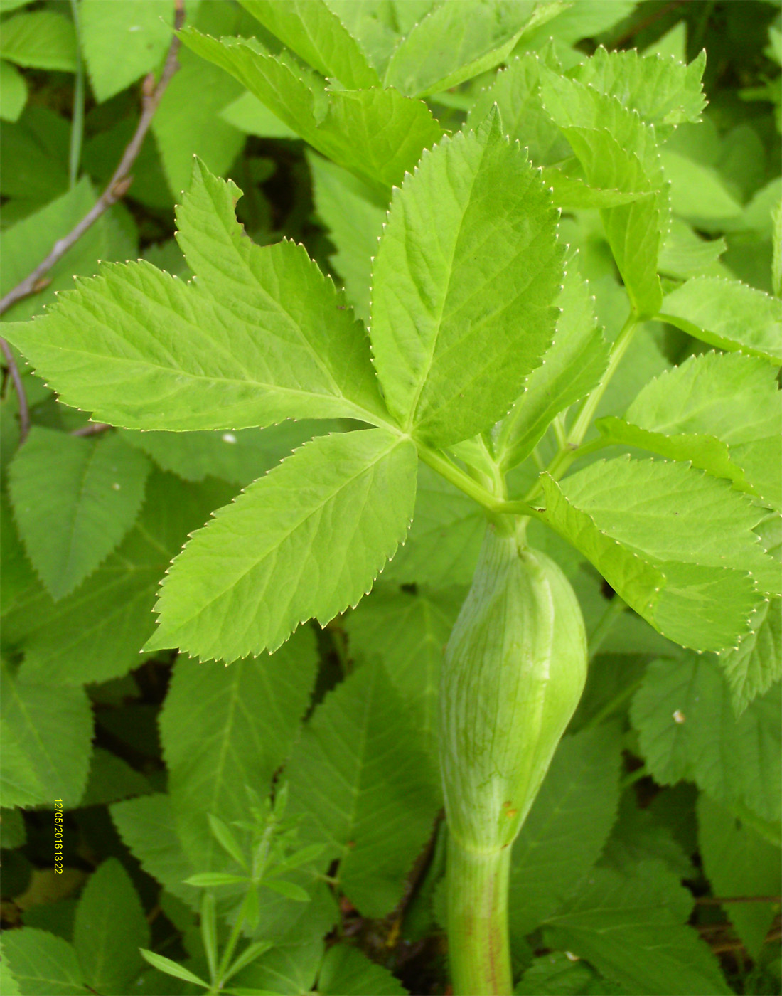 Image of Archangelica officinalis specimen.