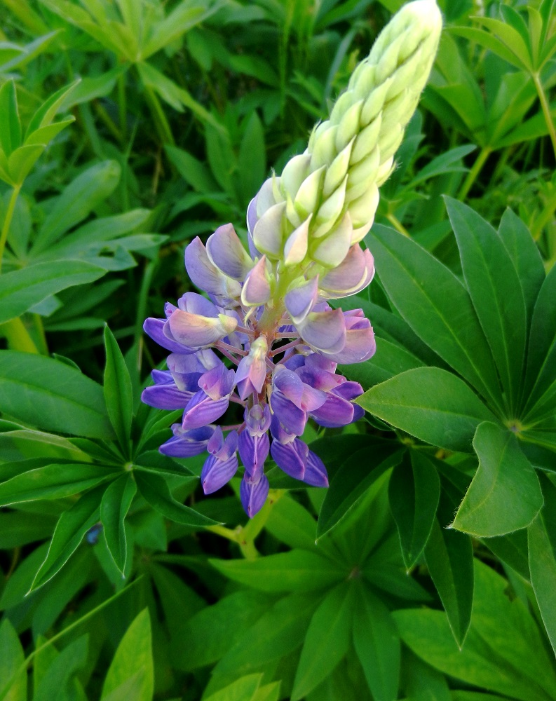 Image of Lupinus polyphyllus specimen.