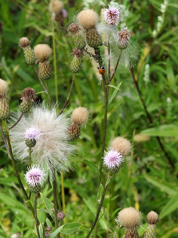 Изображение особи Cirsium setosum.