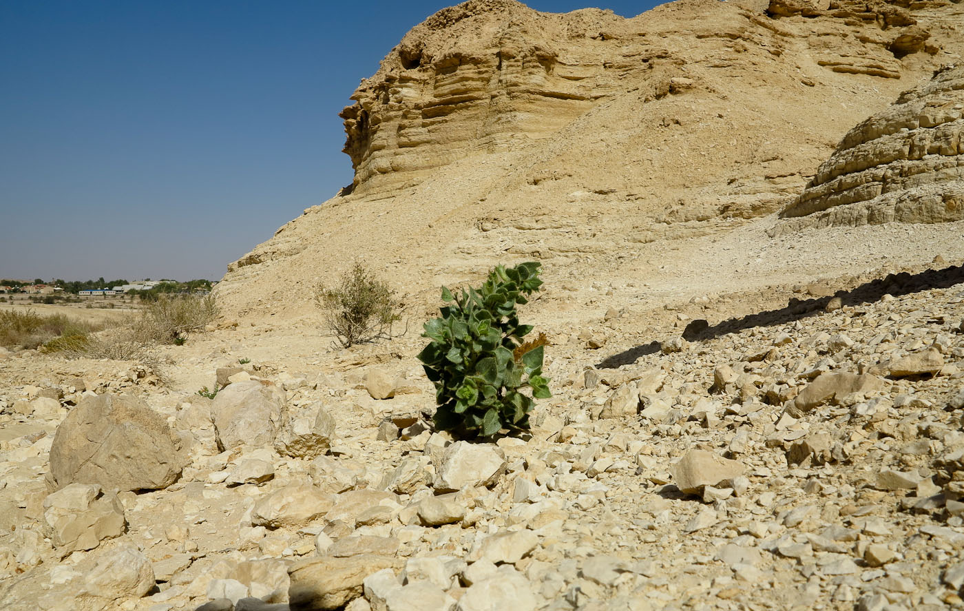 Image of Hyoscyamus desertorum  specimen.