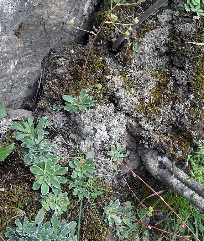 Изображение особи Saxifraga cartilaginea.