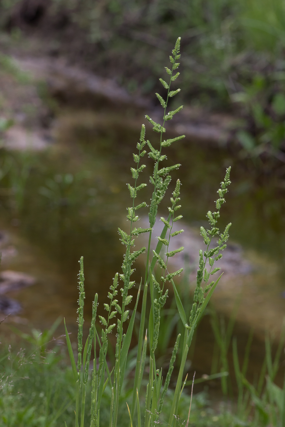 Image of Beckmannia syzigachne specimen.