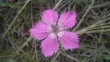 Dianthus versicolor