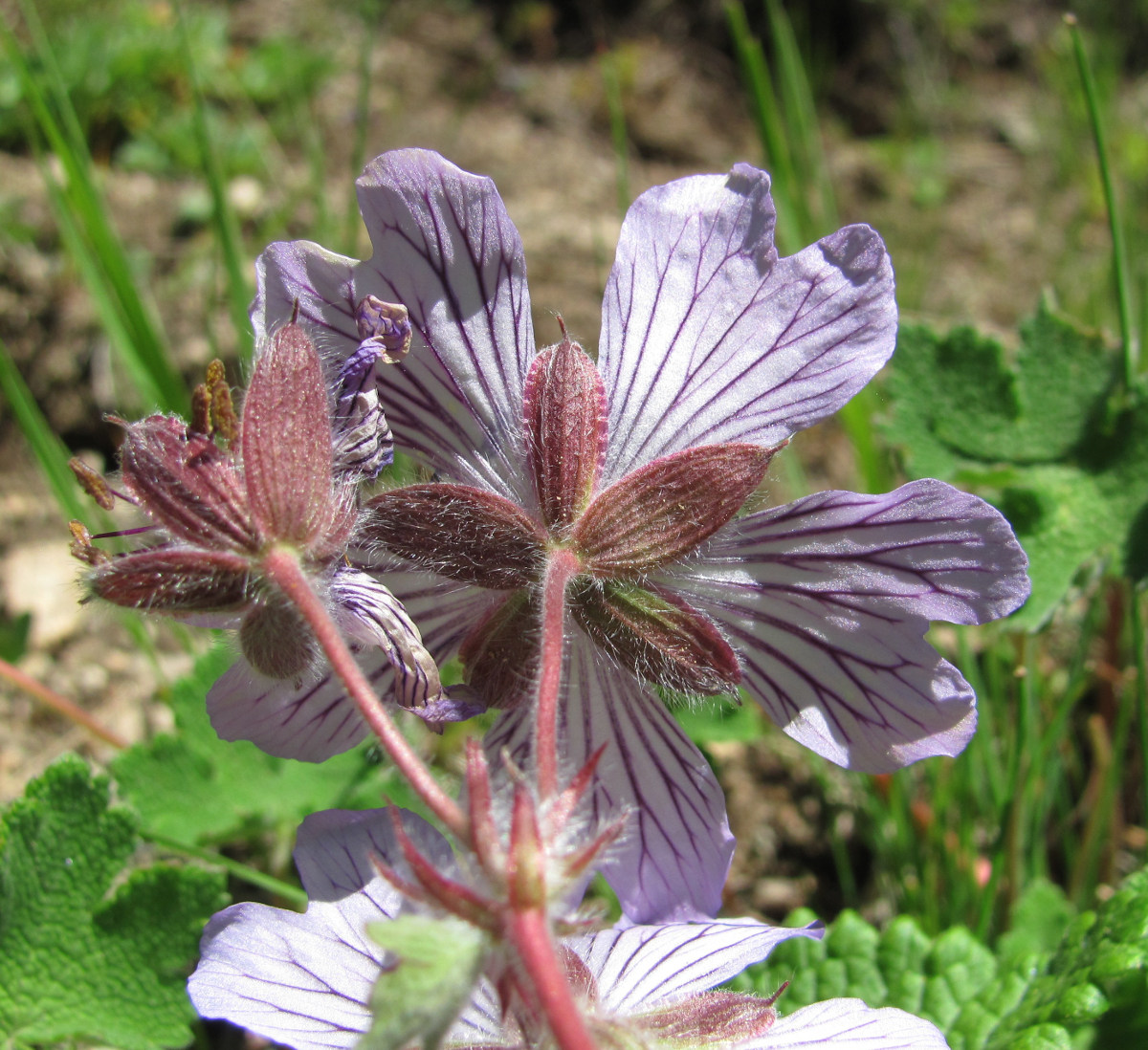 Image of Geranium renardii specimen.