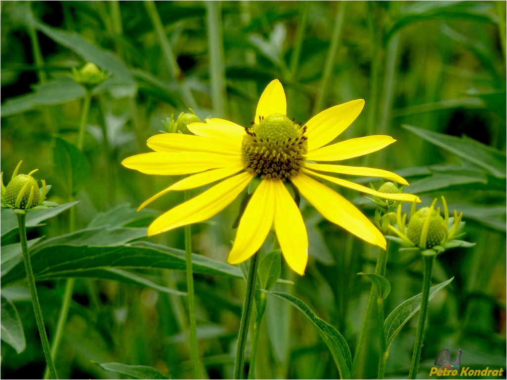 Image of Rudbeckia laciniata specimen.