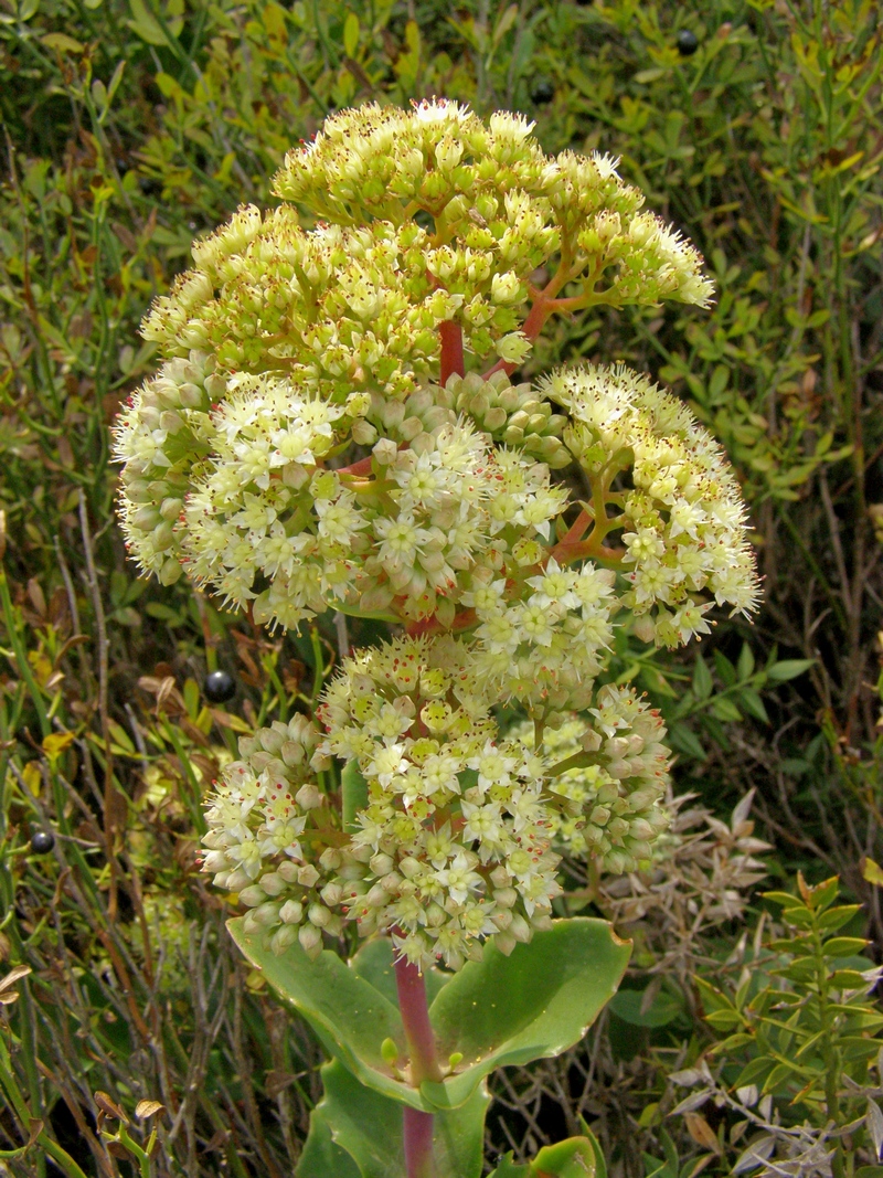 Image of Hylotelephium caucasicum specimen.