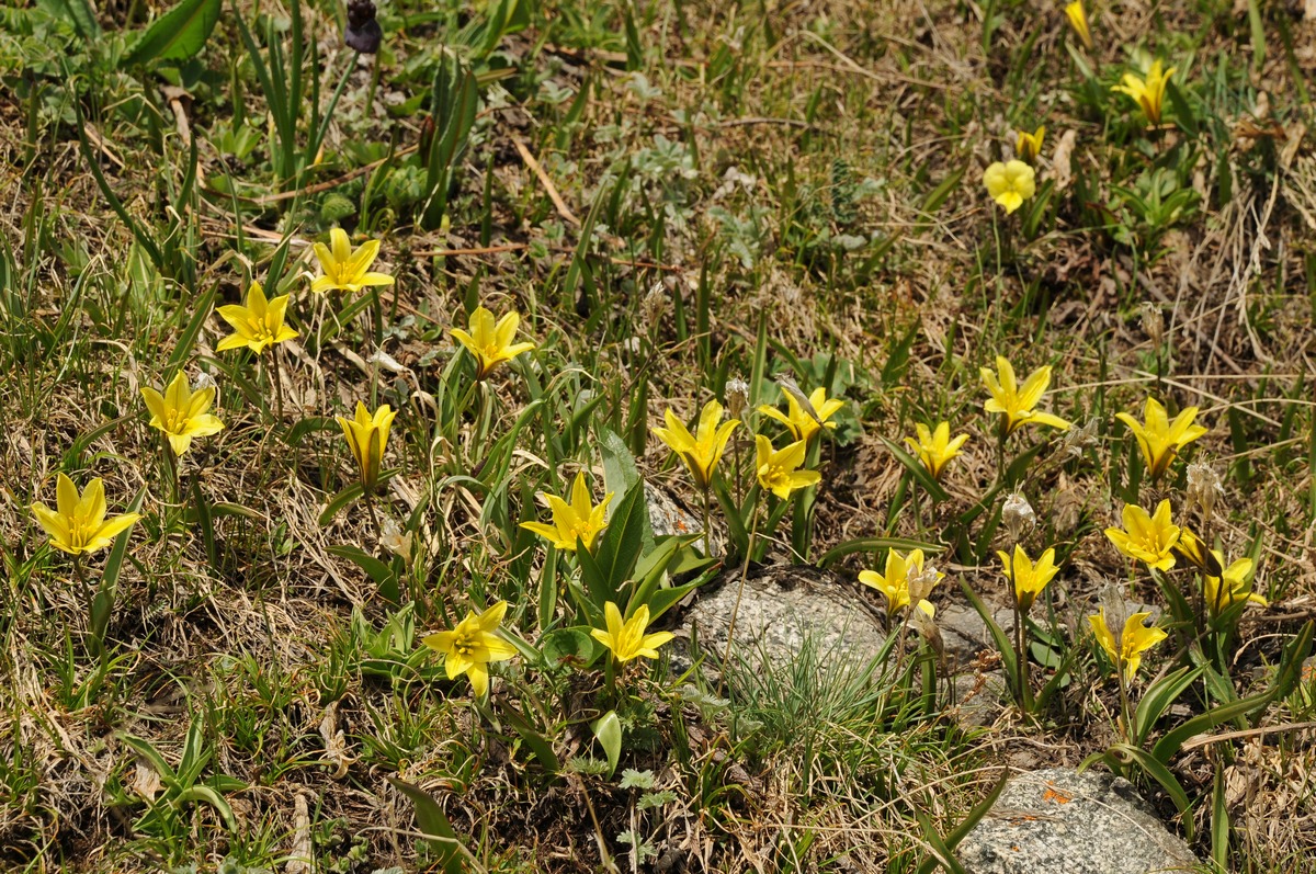 Image of Tulipa heterophylla specimen.