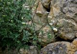 Pyrethrum glanduliferum. Верхушка побега с соцветиями. Северная Осетия, Алагирский р-н, окр. пос. Верхний Фиагдон, ≈ 1200 м н.у.м., расщелина между камней. 04.07.2016.