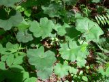 genus Alchemilla. Листья. Свердловская обл., окр. г. Североуральск, лиственнично-сосновый лес. 19.06.2016.