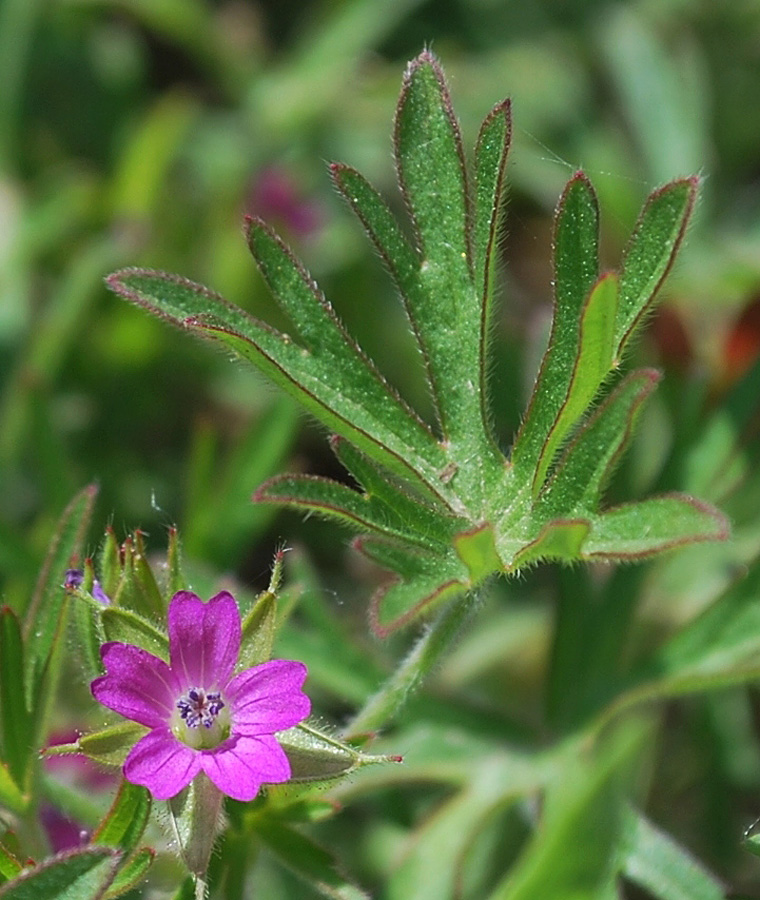 Изображение особи Geranium dissectum.