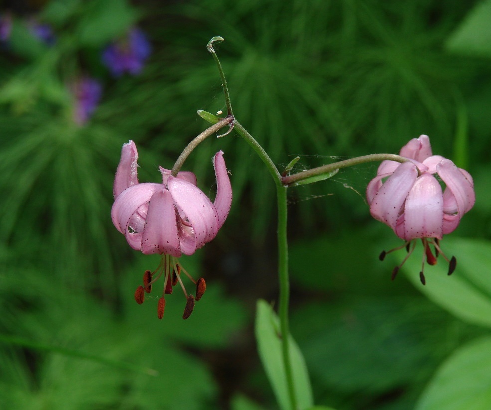 Image of Lilium pilosiusculum specimen.