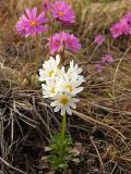 Primula cuneifolia. Цветущие растения (на переднем плане - белоцветковая форма). Магаданская обл., г. Магадан, мкр-н Пионерный, в окр. водохранилища, около дороги. 03.06.2012.г.