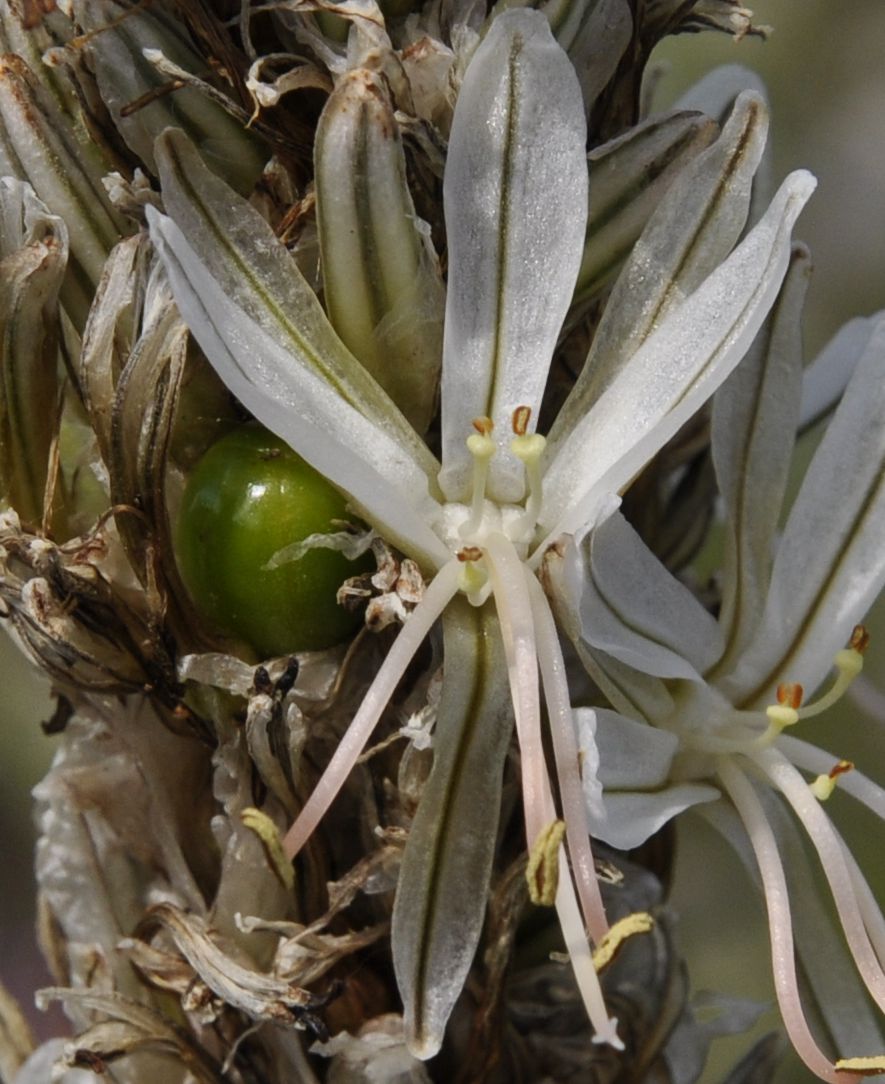 Image of Asphodeline taurica specimen.