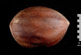 Смотреть изображение Torreya grandis